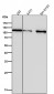 Anti-Hexokinase 1 HK1 Rabbit Monoclonal Antibody